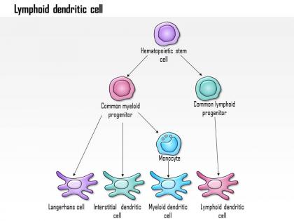 0614 lymphoid dendritic cell biology medical images for powerpoint