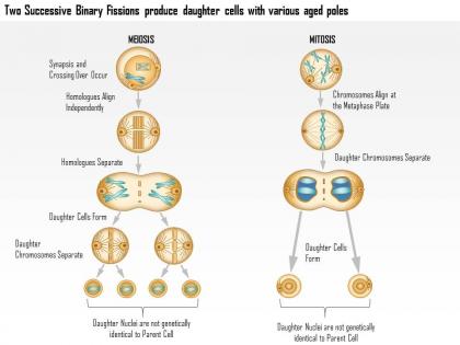 0614 two successive binary fissions produce daughter cells with various aged poles medical images for powerpoint