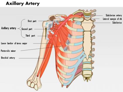 0714 axillary artery medical images for powerpoint