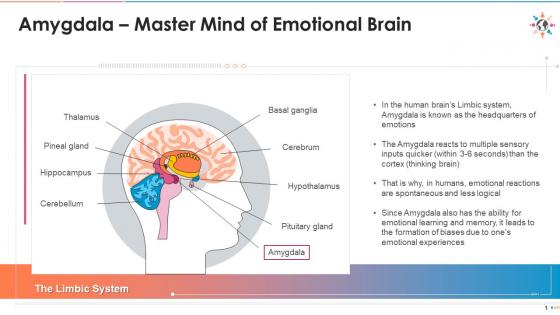 Amygdala in limbic system of brain edu ppt