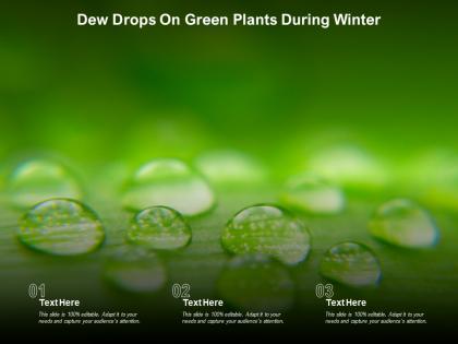 Dew drops on green plants during winter