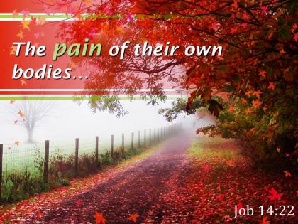 Job 14 22 the pain of their own bodies powerpoint church sermon