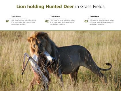 Lion holding hunted deer in grass fields