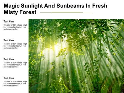 Magic sunlight and sunbeams in fresh misty forest