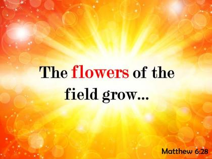 Matthew 6 28 the flowers of the field powerpoint church sermon