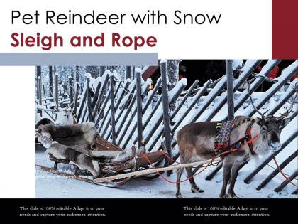 Pet reindeer with snow sleigh and rope