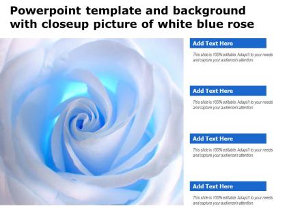 Powerpoint template and background with closeup picture of white blue rose