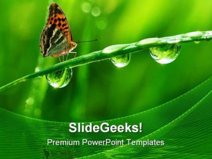 Dew and butterfly nature powerpoint templates and powerpoint backgrounds 0411