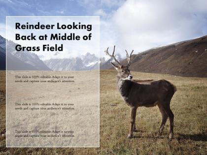 Reindeer looking back at middle of grass field